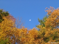 03058 - Moon above Maples   Each New Day A Miracle  [  Understanding the Bible   |   Poetry   |   Story  ]- by Pete Rhebergen